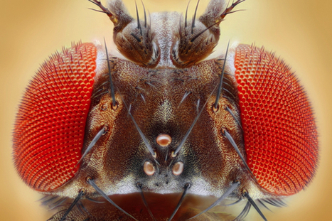 Longevity Gene in Fruit Flies Hints at Coming Genetic Discoveries to Slow Aging | Longevity science | Scoop.it