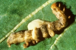 Hypp : encyclopédie en protection des plantes - Les baculovirus | Insect Archive | Scoop.it