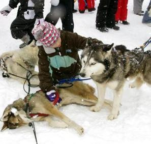 Val-Louron. C'était vraiment une journée de chiens - La Dépêche | Vallées d'Aure & Louron - Pyrénées | Scoop.it