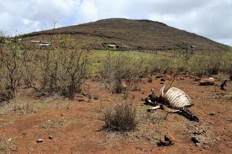 New report forecasts drought in the Horn of Africa | Climate Change & DRR in East Africa | Scoop.it