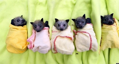 Image result for baby fruit bats