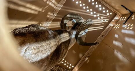 Frankenstein’s Sheep: The Scapegoating of a Montana Farmer | Industry 411 - Waste Management | Scoop.it