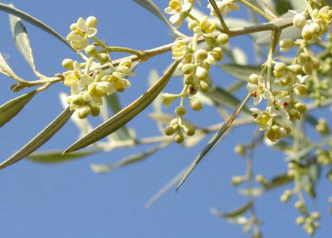El futuro de los aceites de oliva pasa por conocer al consumidor | OLIVE NEWS | Scoop.it