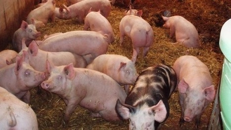 Baisse des exportations de porcs du fait de l'embargo russe | La Gazette des abattoirs | Scoop.it