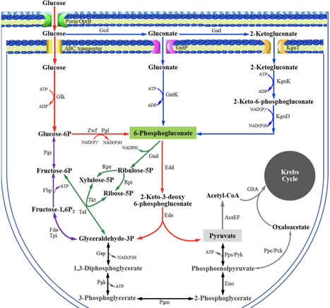 Molecular Characterization of a Transcriptional Regulator GntR for Gluconate Metabolism in Industrial 2-Ketogluconate Producer Pseudomonas plecoglossicida JUIM01 | mdpi | RMH | Scoop.it