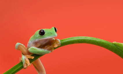 InforMEA: Diversit&eacute; biologique | Biodiversit&eacute; | Scoop.it