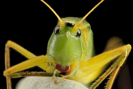 "Charismatic Minifauna" : Un nouveau blog pour les arthropodes sur Wired Science | EntomoNews | Scoop.it