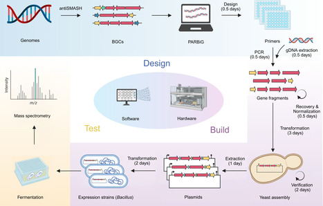 An automated operon refactoring workflow for heterologous expression of non-ribosomal peptide biosynthetic gene clusters | Ncm | RMH | Scoop.it