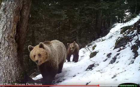 Plan ours 2018-2028 : Y aura-t-il d'autres r&eacute;introductions en B&eacute;arn ? La R&eacute;publique des Pyr&eacute;n&eacute;es.fr | Biodiversit&eacute; | Scoop.it