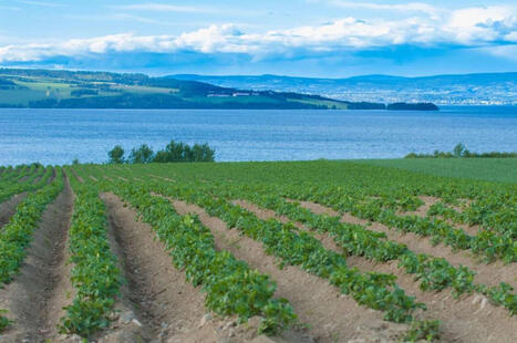 L'ECHO DEMETER : La Norv&egrave;ge&nbsp;: aper&ccedil;u de sa flore et de ses productions v&eacute;g&eacute;tales&nbsp; | L'ECHO DEMETER | Scoop.it