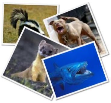 What's your PR pitching style? Are you a pit bull or a piranha? | The PR Coach | Public Relations & Social Marketing Insight | Scoop.it