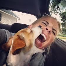 Dog Bite Laws Ohio | Dog Bite Attorney Cincinnati | Dog Bite Lawyer Ohio | Rhode Island Personal Injury Attorney | Scoop.it