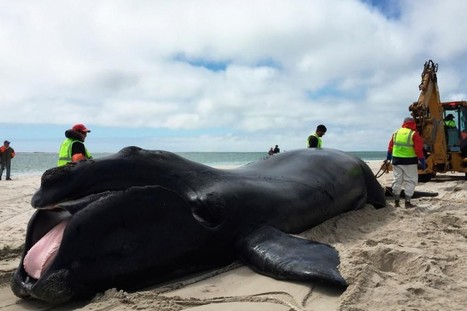 Baleines noires: les scientifiques s'inquiètent de l'absence de baleineaux   | Zones humides - Ramsar - Océans | Scoop.it