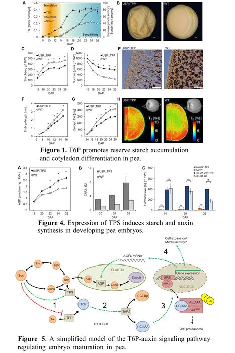 Trehalose 6-phosphate Controls Seed Filling by Inducing Auxin Biosynthesis - Preprint | SEED-DREAM Lab info | Scoop.it