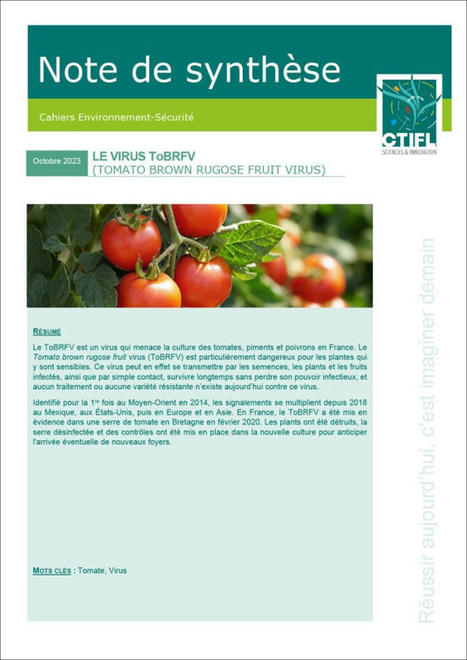 [Note de synthèse] Le virus ToBRV (tomato brown rugose virus) - CTIFL | HORTICULTURE | Scoop.it