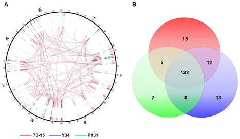 PLoS Genetics: Comparative Analysis of the Genomes of Two Field Isolates of the Rice Blast Fungus Magnaporthe oryzae (2012) | Plant Pathogenomics | Scoop.it