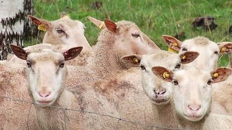 Yli 3&nbsp;600 kuuli lampaiden kutsun &ndash; kansallismaisemien paimenvirkoja himoittiin | 1Ei lakastunut lehti | Scoop.it