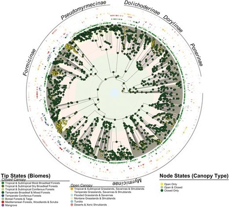 C’est une amitié évolutive vieille de 60 millions d'années qui existe entre les fourmis et les plantes | EntomoNews | Scoop.it