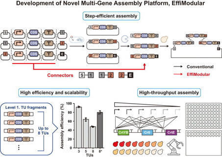 Connector-enabled integration of Golden Gate Assembly and yeast recombination for streamlined multigene pathway construction in the biofoundry workflow | tin | RMH | Scoop.it