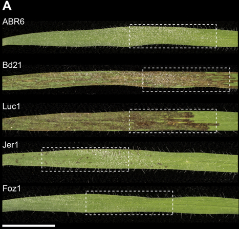 PLoS Genetics: The genetic architecture of colonization resistance in Brachypodium distachyon to non-adapted stripe rust (Puccinia striiformis) isolates (2018) | Plants and Microbes | Scoop.it