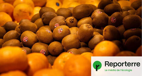 Derrière les kiwis et les fraises « origine France », un système de fraude massive | Attitude BIO | Scoop.it