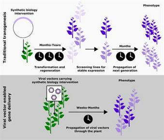 Frontiers | RNA Viral Vectors for Accelerating Plant Synthetic Biology | Plant Science | Plant Molecular Farming | Scoop.it