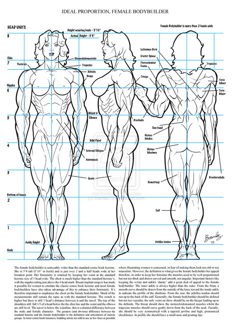 Human Anatomy Fundamentals: Advanced Body Proportions