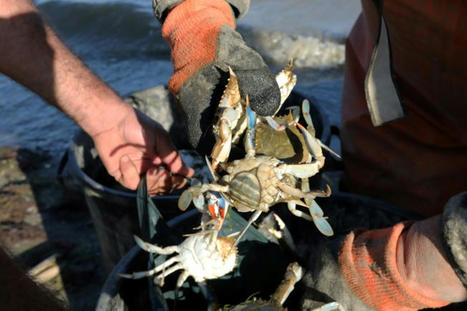 Craintes face à la prolifération du crabe aux pinces bleues près de Perpignan | Biodiversité | Scoop.it