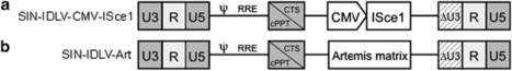 Variable correction of Artemis deficiency by I-Sce1-meganuclease-assisted homologous recombination in murine hematopoietic stem cells | Vectorology - GEG Tech top picks | Scoop.it