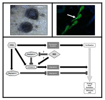 Epig&eacute;n&eacute;tique du d&eacute;veloppement sexu&eacute; | Life Sciences Universit&eacute; Paris-Saclay | Scoop.it