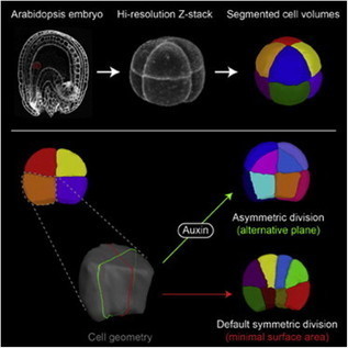 Genetic Control of Plant Development by Overriding a Geometric Division Rule: Developmental Cell | Plant and Seed Biology | Scoop.it