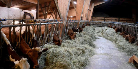 La loi EGalim 2 redonne des marges de manœuvre aux industriels face aux distributeurs | Actualité Bétail | Scoop.it