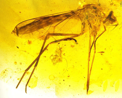 D&eacute;couverte d'un cha&icirc;non manquant dans l'ambre chez les mouches Vermileonidae, avec ce nouveau genre nouvelle esp&egrave;ce de ver-lion, le plus ancien connu | EntomoNews | Scoop.it