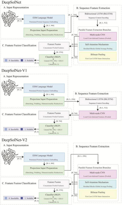 FDeep learning on protein language model embeddings unlocks accurate prediction of protein solubility | frn | RMH | Scoop.it