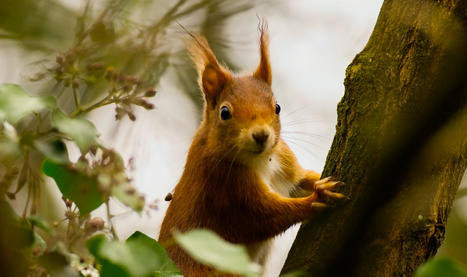 Un "écuroduc", cette innovation écologique brillante en Alsace pour sauver les écureuils | Biodiversité - @ZEHUB on Twitter | Scoop.it
