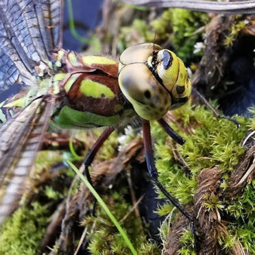 Dans les pas de l’inventaire de l’Atlas de la biodiversité communale à Puycapel (15) | Biodiversité | Scoop.it