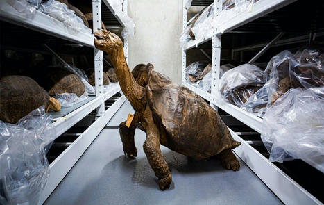 'Fantastic giant tortoise,' believed extinct, confirmed alive in the Galápagos after more than a century | Amazing Science | Scoop.it