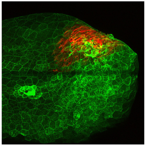 Exploration in vivo des processus infectieux du virus de la virémie printanière de la carpe (SVCV) : approche intégrée de l'organisme modèle à l'espèce cible | Life Sciences Université Paris-Saclay | Scoop.it