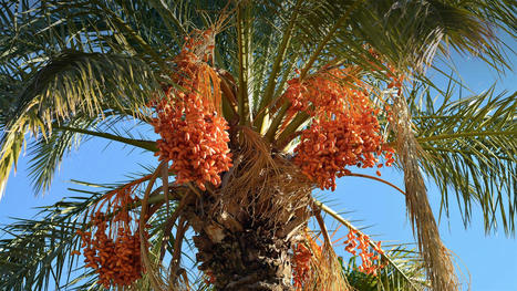 How EGYPT’s Date Palm Trees Can Accelerate Climate Action | CIHEAM Press Review | Scoop.it
