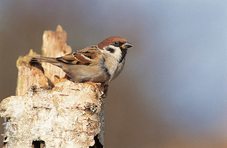 5e édition du comptage national des oiseaux des jardins | Biodiversité | Scoop.it