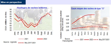 Hausse des abattages de vaches laitières et de génisses en août 2022 | Lait de Normandie... et d'ailleurs | Scoop.it