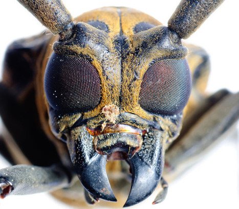 Insect Nervous System Copied To Boost Computing Power | Biomimicry | Scoop.it