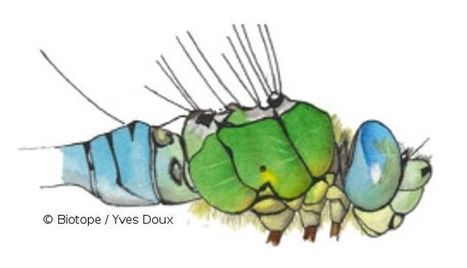 Lancement du Cahier d'identification des Libellules lors du 3e Congrès Européen sur les Odonates | Variétés entomologiques | Scoop.it