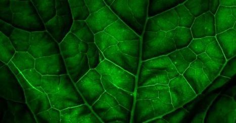 Futurism : "Breakthrough research has made synthetic photosynthesis possible | Ce monde à inventer ! | Scoop.it