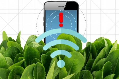Watch MIT Researchers Train Spinach Leaves to Be Bomb-Detectors | Plant Biology Teaching Resources (Higher Education) | Scoop.it
