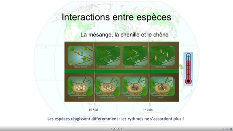 Sciences participatives à l'Observatoire Des Saisons | Variétés entomologiques | Scoop.it