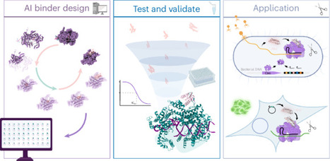 De novo design of potent CRISPR&ndash;Cas13 inhibitors | Ncb | RMH | Scoop.it