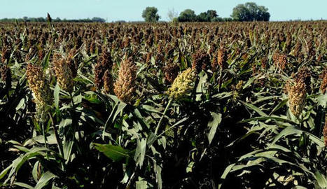 Sécheresse : la France doit-elle se mettre à planter massivement du sorgho ? - L'Express | Agriculture et Alimentation Durable Méditerranéenne | Scoop.it