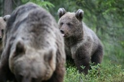 Le Rapport Ours 2011 du Trentin est paru | FERUS | Pastoralisme Ours Loups Lynx | Scoop.it