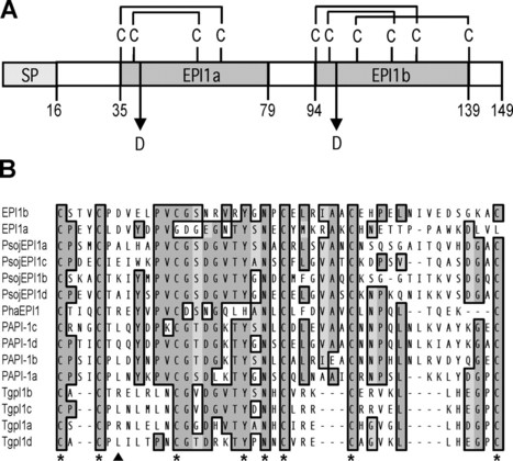 JBC: A Kazal-like Extracellular Serine Protease Inhibitor from Phytophthora infestans Targets the Tomato Pathogenesis-related Protease P69B (2004) | Publications | Scoop.it